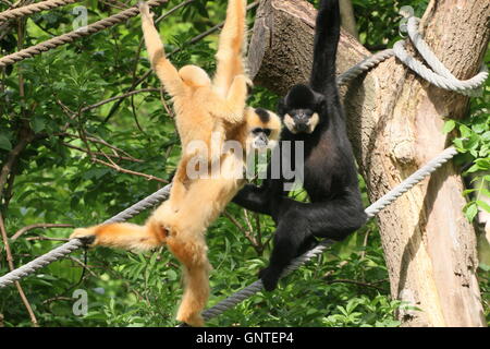 Familie paar gelbe Wangen Gibbons (Nomascus Gabriellae) in Amsterdam Artis Zoo. Aka Wangen rot oder golden (Schopfgibbon). Stockfoto