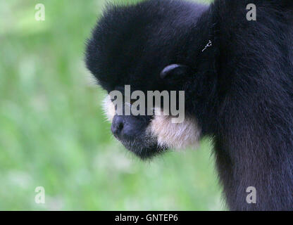 Männliche Southeast Asian gelbe Wangen Gibbon (Nomascus Gabriellae), im Profil gesehen Stockfoto