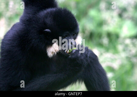 Männliche asiatische gelbe Wangen Gibbon (Nomascus Gabriellae) in einem Baum. Aka Wangen rot oder golden (Schopfgibbon). Stockfoto