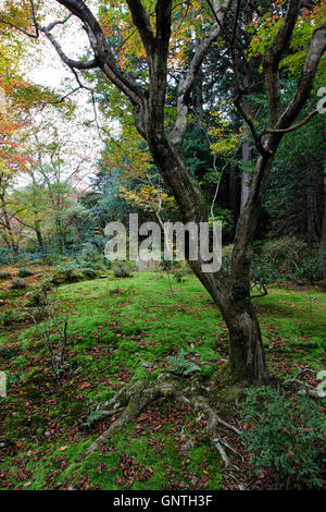 feuchten Baum mit Moos im Herbst in einem Wald Stockfoto