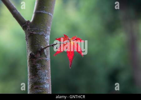 rotes Ahornblatt in einem Baum mit grünem Hintergrund Stockfoto