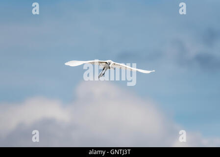 Ein Seidenreiher fliegen in Richtung des Betrachters Stockfoto