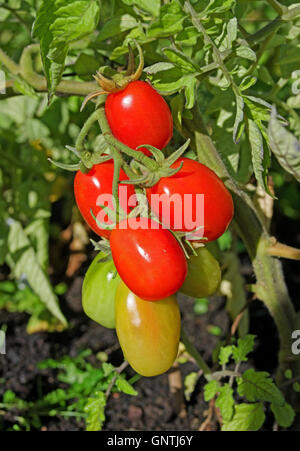 Nahaufnahme von Fachwerk von Roma rot Eiertomaten Reifung am Rebstock in Sommersonne im Hausgarten, Cumbria, England Stockfoto