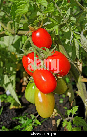 Nahaufnahme von Fachwerk von Roma rot Eiertomaten Reifung am Rebstock in Sommersonne im Hausgarten, Cumbria, England Stockfoto