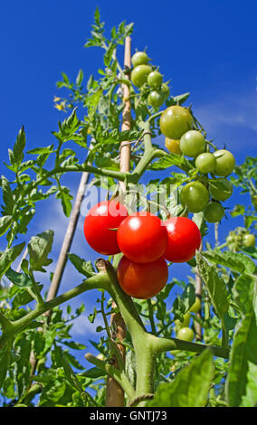 Blick nach oben auf hohen abgesteckt Tomatenpflanze wächst im Garten im Sonnenschein im Sommer gegen den tiefblauen Himmel, Basis 4 reife Tomaten an. Stockfoto