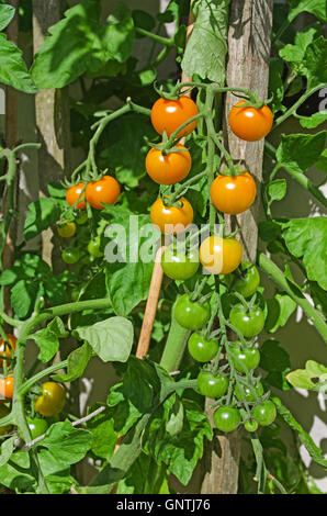 Truss orange Sungold Cherry Tomaten Reifen an den Rebstöcken im Sonnenschein im Sommer im heimischen Garten, Cumbria, England UK Stockfoto