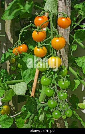 Truss orange Sungold Cherry Tomaten Reifen an den Rebstöcken im Sonnenschein im Sommer im heimischen Garten, Cumbria, England UK Stockfoto