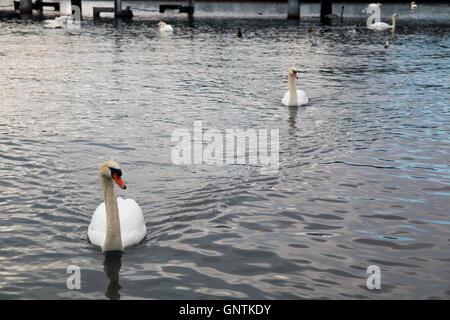 Schwäne im Zürichsee, Schweiz Stockfoto