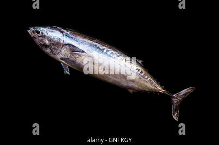 Eine Fregatte Thunfisch Frischfisch auf schwarzem Hintergrund isoliert. Stockfoto