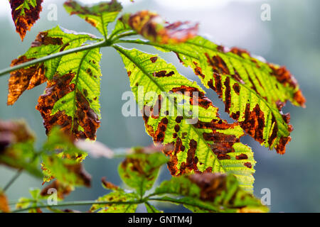 Motte beschädigt Rosskastanie (Aesculus Hippocastanum) Blättern. Rosskastanien Miniermotte (Cameraria Ohridella) Mottenschäden Stockfoto