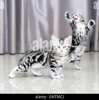 Süße American Kurzhaar Katze Kätzchen Stockfoto