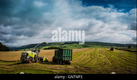 Ersten Tag des Herbstes, Yorkshire Dales, UK bringen in der Ernte. Stockfoto