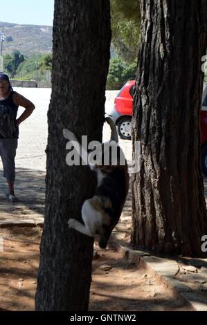 Katze spielen bei einem Baum unter der Sonne von der Insel Kreta Stockfoto