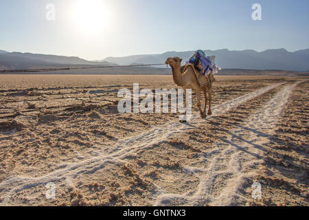 Kamel-Karawane überqueren Salinen in Dschibuti. Stockfoto