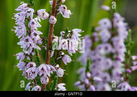 Nahaufnahme eines gemeinsamen Heather / Scotch Heather / Ling (Calluna Vulgaris) blüht in Heide im Sommer Stockfoto