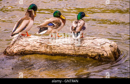 Männliche Stockente Enten thront auf einem versunkenen Baumstamm. Boise River, Boise, Id, USA Stockfoto