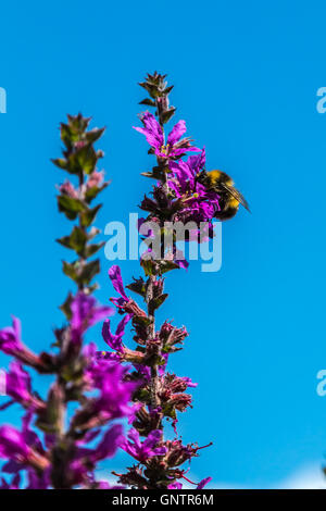 Pflanzen, Insekten und Blumen Stockfoto