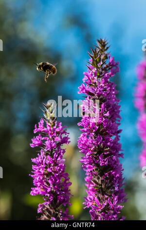 Pflanzen, Insekten und Blumen Stockfoto