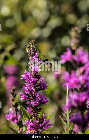 Pflanzen, Insekten und Blumen Stockfoto