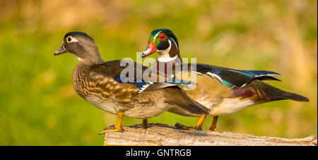 Bunte paar Holz Enten thront auf einem Baumstamm im natürlichen Lebensraum. Idaho, USA Stockfoto