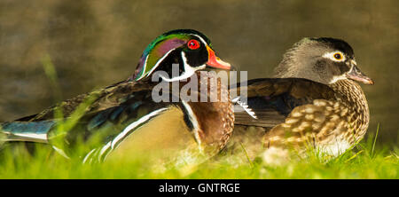 Männliche und weibliche Holz Enten thront auf einem Felsen im Natur-Teich, Idaho, USA Stockfoto