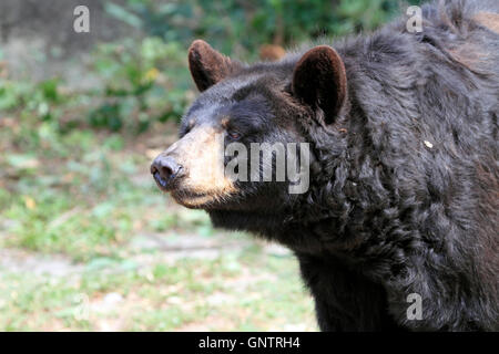 Amerikanischen Schwarzbären, Ursus Americanus in der Popcorn Park Zoo Animal Rescue Sanctuary, Forked River, New Jersey, USA Stockfoto