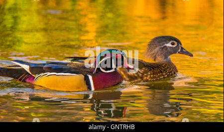 Männliche und weibliche Holz Enten schwimmen in einem Naturteich. Idaho, USA Stockfoto