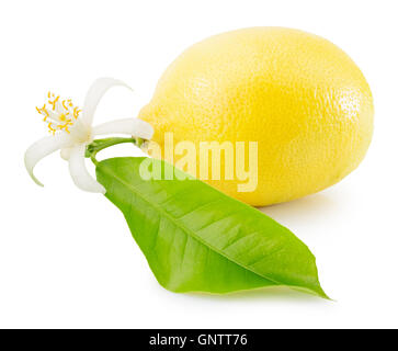 Zitrone auf dem weißen Hintergrund isoliert. Stockfoto