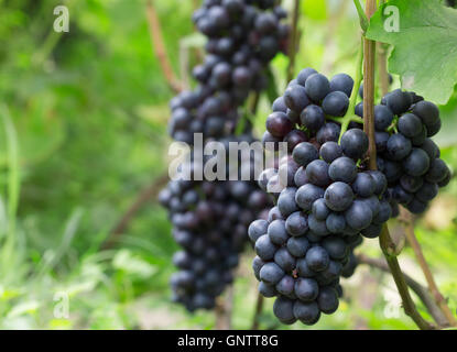 Nahaufnahme von lila Trauben. Stockfoto