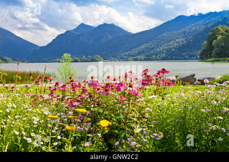 Blumen auf der Promenade des Sees Schliersee Stockfoto