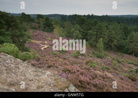 Blick auf steinigen springen (des Teufels Sprünge), Frensham Common, Surrey, England, im Sommer mit den umliegenden heather Stockfoto