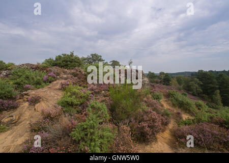 Blick auf steinigen springen (des Teufels Sprünge), Frensham Common, Surrey, England, im Sommer mit den umliegenden heather Stockfoto