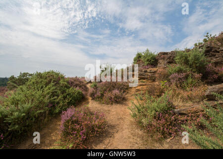 Blick auf steinigen springen (des Teufels Sprünge), Frensham Common, Surrey, England, im Sommer mit den umliegenden heather Stockfoto
