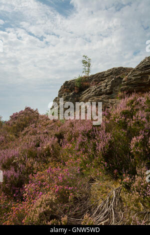 Blick auf steinigen springen (des Teufels Sprünge), Frensham Common, Surrey, England, im Sommer mit den umliegenden heather Stockfoto
