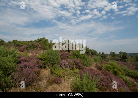 Blick auf steinigen springen (des Teufels Sprünge), Frensham Common, Surrey, England, im Sommer mit den umliegenden heather Stockfoto