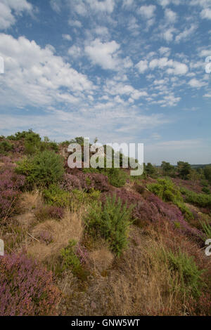 Blick auf steinigen springen (des Teufels Sprünge), Frensham Common, Surrey, England, im Sommer mit den umliegenden heather Stockfoto