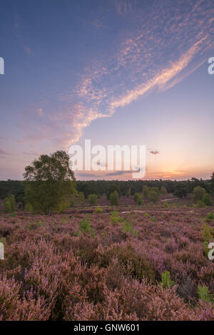 Blick über Witley Gemeinsame, Surrey, England, bei Sonnenaufgang im Sommer mit Heather in Blüte. Surrey Hills Gebiet von außergewöhnlicher natürlicher Schönheit. Stockfoto