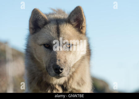 Grönländische Hund in aggressive Haltung, Sisimiut, Grönland. Stockfoto