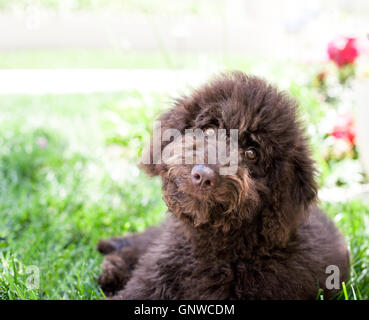 niedliche lockige Schoko Labradoodle Welpen Hund liegt in der Wiese. Er neigt seinen Kopf mit einem niedlichen kleinen Grinsen auf seinem Gesicht. Stockfoto