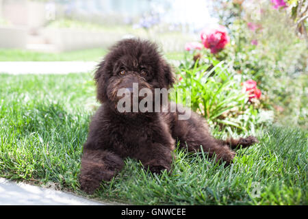 Niedliche lockige Schokolade braun Labradoodle Welpen Hund legt in dem hübschen grünen Rasen durch einige schöne roten Blüten. Stockfoto