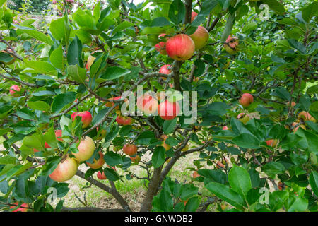 Entdeckung-Tafeläpfel Reife Ende August auf einem Baum im Helmsley ummauerten Garten North Yorkshire Stockfoto