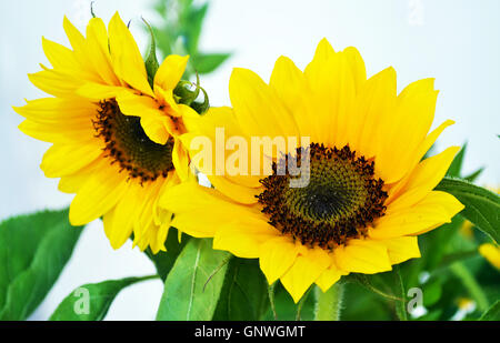 gelbe Sonnenblumen - Helios - große gelbe blumeblumenstrauß in vase Stockfoto