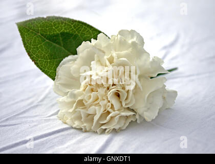 Eine Blume für eine Corsage auf einem Tisch Stockfoto