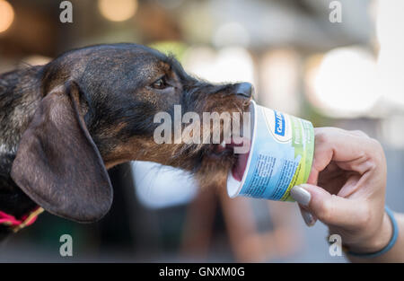 Frankfurt am Main, Deutschland. 31. August 2016. Lilly der Rauhaar Dackel genießen ein Wilder Lachs schmeckende Hund Eis außerhalb Hund Spezialist shop in Frankfurt Am Main, Deutschland, 31. August 2016. : Bildnachweis BORIS ROESSLER/DPA: Dpa picture-Alliance/Alamy Live News Stockfoto