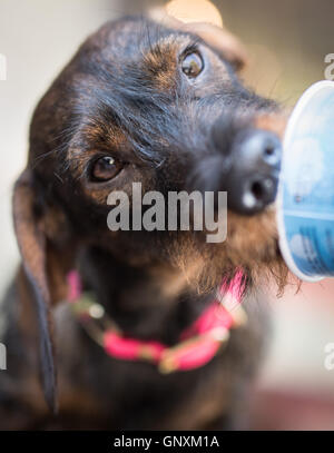 Frankfurt am Main, Deutschland. 31. August 2016. Lilly der Rauhaar Dackel genießen ein Wilder Lachs schmeckende Hund Eis außerhalb Hund Spezialist shop in Frankfurt Am Main, Deutschland, 31. August 2016. : Bildnachweis BORIS ROESSLER/DPA: Dpa picture-Alliance/Alamy Live News Stockfoto