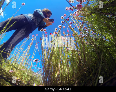 Perth, Westaustralien. 1. September 2016. Frau mit Iphone, um Wildblumenwiese (native Papier Gänseblümchen, Rhodanthe Chlorocephala) in einem Vorort von Perth zu fotografieren. Westaustralien ist ein globaler Hotspot der floralen Biodiversität mit den meisten Wildblumenwiese, die sonst nirgendwo auf der Erde. Bildnachweis: Suzanne Long/Alamy Live-Nachrichten Stockfoto