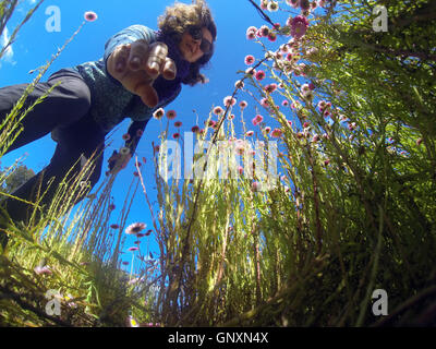 Perth, Westaustralien. 1. September 2016. Frau betrachten Wildblumenwiese (native Papier Gänseblümchen, Rhodanthe Chlorocephala) in einem Vorort von Perth. Westaustralien ist ein globaler Hotspot der floralen Biodiversität mit den meisten Wildblumenwiese, die sonst nirgendwo auf der Erde. Bildnachweis: Suzanne Long/Alamy Live-Nachrichten Stockfoto