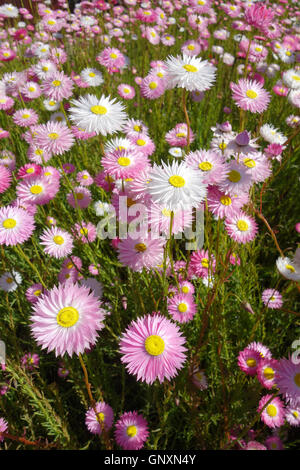 Perth, Westaustralien. 1. September 2016. Wildblumen (native Papier Gänseblümchen, Rhodanthe Chlorocephala) Frühling blühen in einem Vorort von Perth. Westaustralien ist ein globaler Hotspot der floralen Biodiversität mit den meisten Wildblumenwiese, die sonst nirgendwo auf der Erde. Bildnachweis: Suzanne Long/Alamy Live-Nachrichten Stockfoto