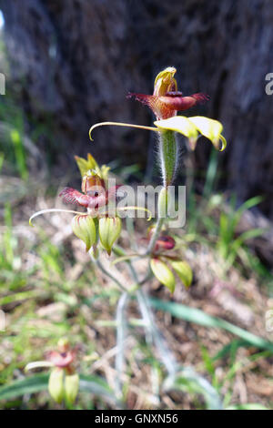 Perth, Westaustralien. 1. September 2016. Tanzen Sie Spinne Orchideen (Caladenia Discoidea) blühen im Buschland in Wireless Hill Park, Perth. Westaustralien ist ein globaler Hotspot der floralen Biodiversität mit den meisten Wildblumenwiese, die sonst nirgendwo auf der Erde. Bildnachweis: Suzanne Long/Alamy Live-Nachrichten Stockfoto