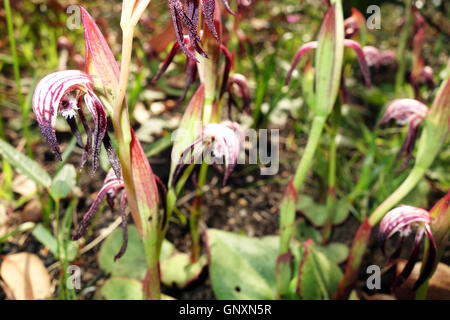 Perth, Westaustralien. 1. September 2016. -Red Fire Orchideen (Pyrorchis Nigricans) blühen im Wireless Hill Park zum ersten Mal in fünf Jahren. Westaustralien ist ein globaler Hotspot der floralen Biodiversität mit den meisten Wildblumenwiese, die sonst nirgendwo auf der Erde. Bildnachweis: Suzanne Long/Alamy Live-Nachrichten Stockfoto